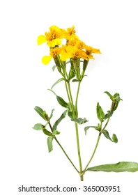 Gleaming Marigold; Tagetes Lucida