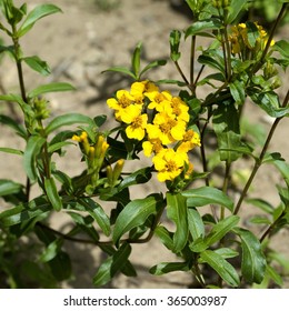 Gleaming Marigold; Tagetes Lucida