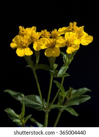 Gleaming Marigold; Tagetes Lucida