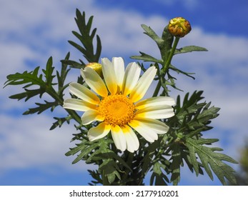 Glebionis coronaria blossom in the blue cloudy sky. White daisy like marguerite flower with yellow center. Chrysanthemum coronarium or Garland chrysanthemum is flowering plant in the Asteraceae family