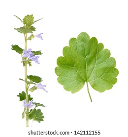 Glechoma Hederacea (Ground Ivy)