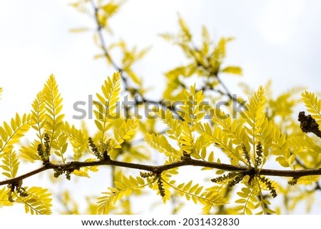 Gleditsia triacanthos inermis Sunburst Thornless Honeylocust bright golden young leaves in late may 