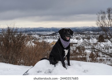 A gleeful black dog sports a bandana against the backdrop of a vast, snowy panorama in Stavanger.