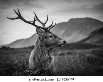 The Glen Etive Stag 