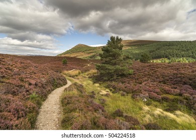 Glen Feshie Path Across Heather And Moor.