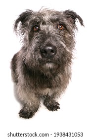Glen of Imaal Terrier dog in a studio isolated on a white background - Shutterstock ID 1938431053