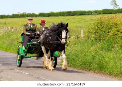Glencaple, Scotland - June 5, 2022 :  Dark Bay Gypsy Cob Pony With 4 White Socks Pulling A Blaze 2 Wheeled Gig With Gentleman Driver And Lady Passenger