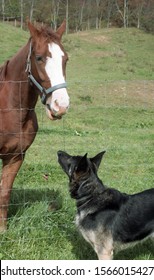 Glenville, West Virginia / USA - October 11, 1993: A Tennessee Walking Horse Meeting A Curious German Shepherd Dog Belonging To A New Neighbor In Glenville, West Virginia.