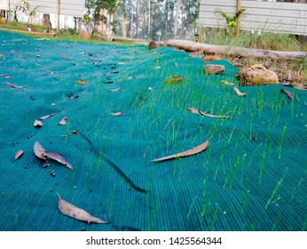 GLENWOOD, AUSTRALIA: Revegetation Technique With Grass Seedlings Sprouting Through Shadecloth Spread Over Topsoil-grassseed Mix To Retain Soil Moisture And Protect Seeds From Birds Seed Predation.