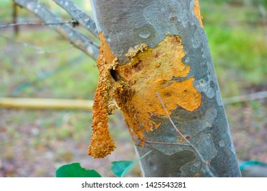 GLENWOOD, QUEENSLAND, AUSTRALIA : Tree damage caused by wood-boring longicorn beetle larvae Phoracantha sp., (ringbarking l. P. mastersi), which is a wood borer native to eastern Queensland.