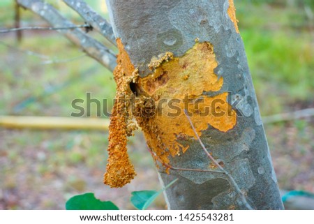 GLENWOOD, QUEENSLAND, AUSTRALIA : Tree damage caused by wood-boring longicorn beetle larvae Phoracantha sp., (ringbarking l. P. mastersi), which is a wood borer native to eastern Queensland.