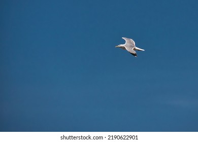 Gliding Flight Of The Seagull