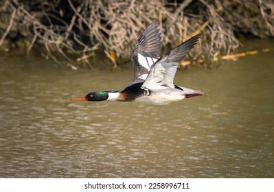A gliding Red breasted Merganser