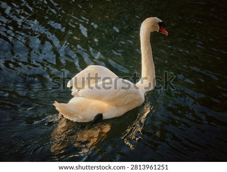 Gliding toward the upper right of the frame, the swan is illuminated by low-angle sunlight that brings out the soft volume of its wings. You can catch a subtle glimpse of its dark webbed foot beneath the surface, cutting through the murky, rippling green-black water.