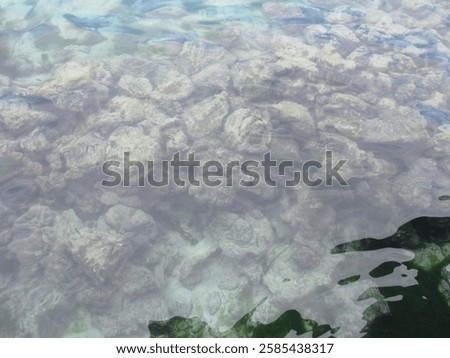 A glimpse beneath the surface. Crystal-clear waters reveal the intricate beauty of the reef, a hidden world teeming with life. #coralreef #underwater #marine life #ocean #diving