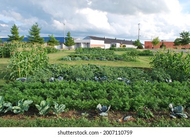 Glimpse Of Community Garden In Coldwater, Ohio