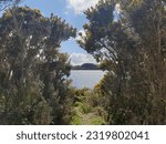 A glimpse of the ocean through a gap in the gorse bushes on a summer