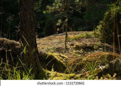 Glimpse Of Sunny Nordic Forest