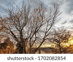 glimpse of sunset behind the tree