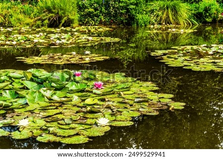 Glimpse of the water lily pond portrayed by the French Impressionist painter Claude Monet, in his garden at Giverny, Normandy region, France. 