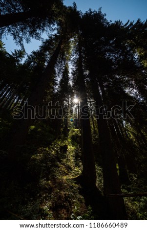 Similar – Image, Stock Photo In the Adersbach-Weckelsdorf Rock Town