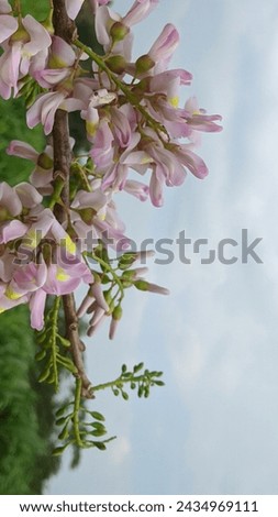 Gliricidia sepium pink flowers bloom in the sky, the beauty of nature.
Gliricidia maculata - blooming flowers on tree branchs