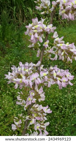 Gliricidia sepium pink flowers bloom in the sky, the beauty of nature.
Gliricidia maculata - blooming flowers on tree branchs