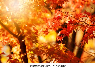 Glistening Autumn Trees. Orange And Red Japanese Maple Leaves In Fall Sun Shine.
Autumn Foliage Scene. 