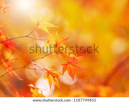 Similar – Image, Stock Photo Golden autumn season concept