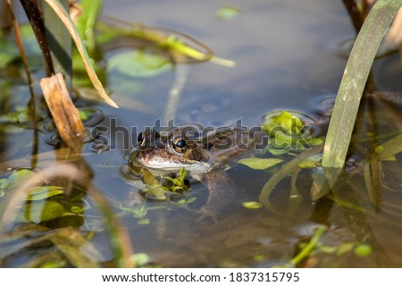 Glistening European Frog, Rana temporaria, partially submerged in weeds in garden pond