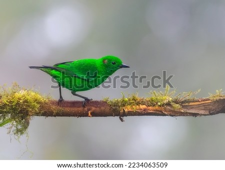 Glistening green Tanager, ecuadorian bird