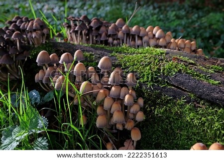Glistening Inkcap mushrooms growing on dead wood. 