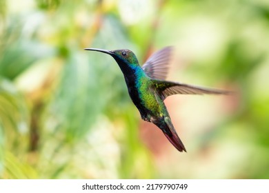 Glittering, male Black-throated Mango, Anthracothorax nigricollis, flying in a tropical rainforest.