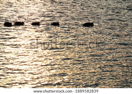 glittering ripples of a river and dark silhouettes of wild ducks on it