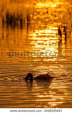 Glittering water in a lake at sunset with a Shoveler