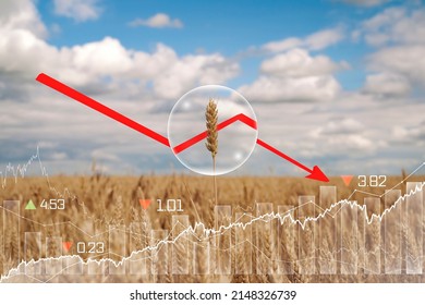 Global And European Grain And Wheat Crisis After Russia's Invasion Of Ukraine. Embargo And Sanction For Export Of Grain, Food Of Agriculture.