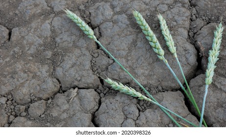 Global Warming And Climate Change Theme. Wheat Spikelets That Died From Drought Lie On The Cracked Ground. Lost Harvest Of Bread. Arid Summer Concept. Selective Focus