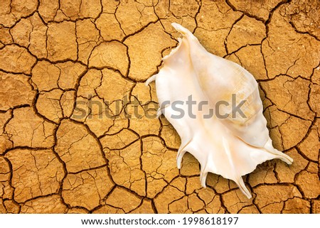 Global warming and climate changing concept with a seashell at the bottom of a dried-up sea