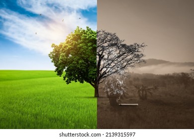 Global warming concept before and after Live and dead big tree. World No Tobacco Day concept