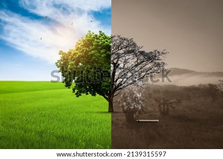 Global warming concept before and after Live and dead big tree. World No Tobacco Day concept