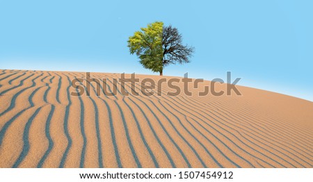 Similar – Foto Bild einsamer Baum in der Taklamakan-Wüste, China