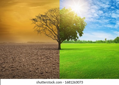 Global warming concept. A tree image showing of arid land changing environment.