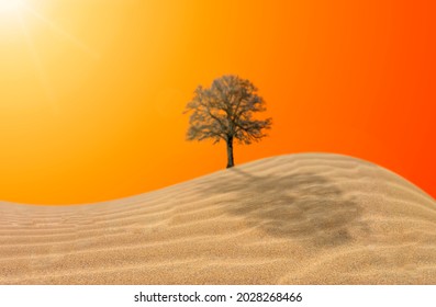 Global Warming Issue, Silhouette Of Dry Tree In Desert Of San Dune At Sunset