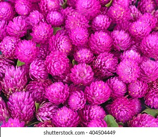 Globe Amaranth Beauty Flower.