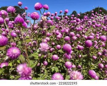 Globe Amaranth Field With Blue Sky