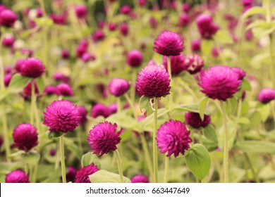  Globe Amaranth Flower