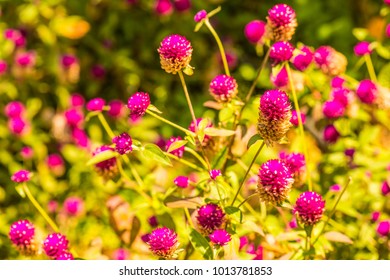 Globe Amaranth flower in garden, Thailand. - Shutterstock ID 1013781853