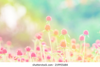 globe amaranth Flower soft focus on pastel tone - Shutterstock ID 219955684