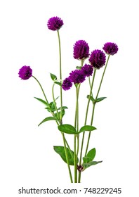 Globe Amaranth On White