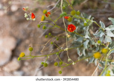 Globe Mallow